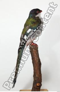 Cuban Trogon-Priotelus temnurus 0003